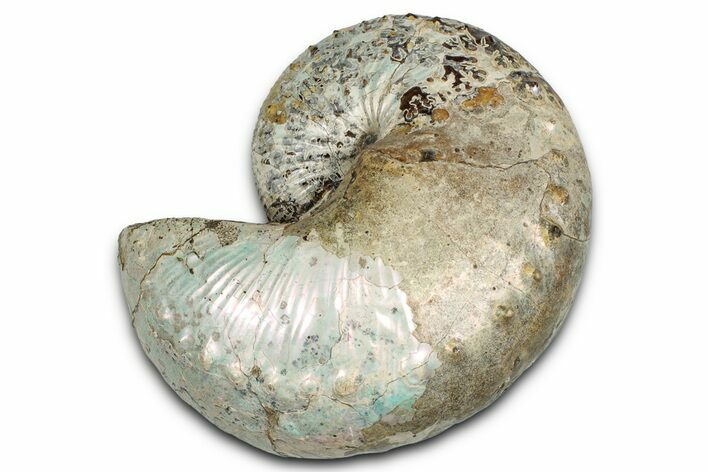 Iridescent Ammonite (Hoploscaphites) Fossil - Montana #354618